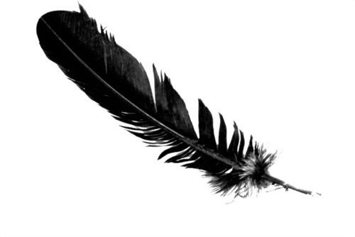 Picture of a feather. Source: F. Scott